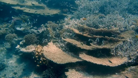 Diving Egypt red sea fish and corals Stock Footage 111341668