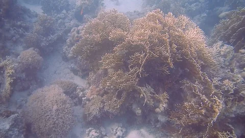 Diving Egypt red sea fish and corals Stock Footage 111341782