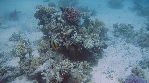 Diving Egypt red sea fish and corals Видео 111341824