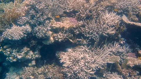 Diving Egypt red sea fish and corals Stock Footage 111341991