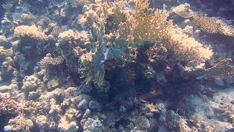 Diving Egypt red sea fish and corals Video stock 111342016
