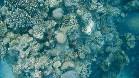 Diving Egypt red sea fish and corals Stock Footage 111342361