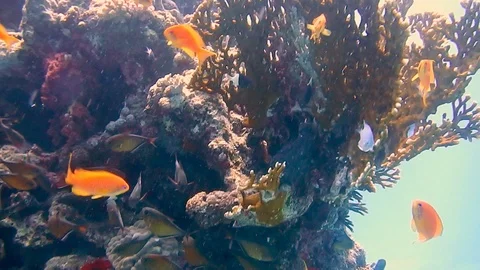 Diving Egypt red sea fish and corals 스톡 동영상 111342542