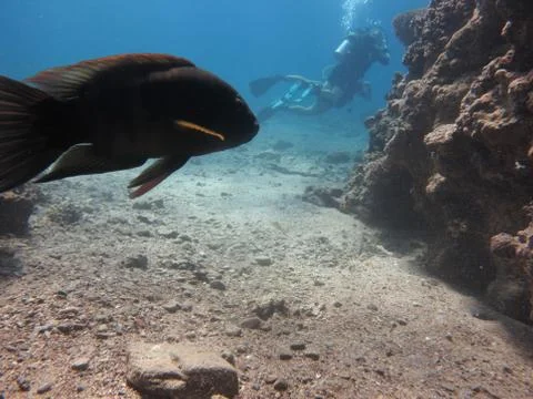 Diving in eilat's cave Stock Photos