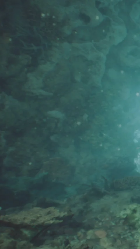 Diving to explore life in underwater coral reef at midday Stock Footage 341964079