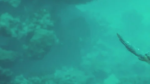 Diving with a fish in a coral reef showing marine life Stock Footage 342049196