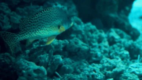 Diving. The fish swims between the corals from left to right. Stock Footage 113353067