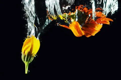 Diving flowers Stock Photos