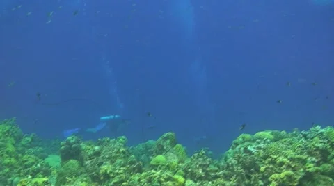 Diving Stock Footage