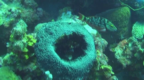 Diving Stock Footage