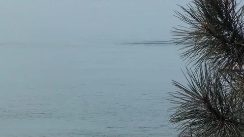 Diving in a forest Stock Footage 70139327