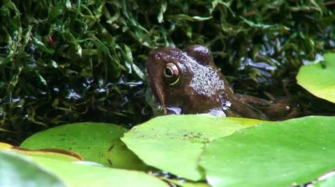 Diving frog Stock Footage 8677231