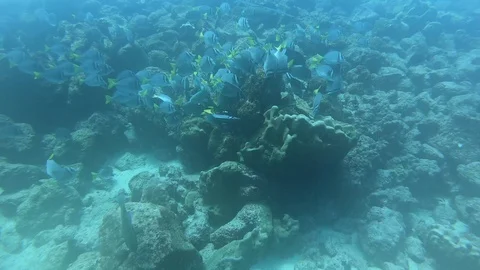 Diving in Galapagos Stock Footage