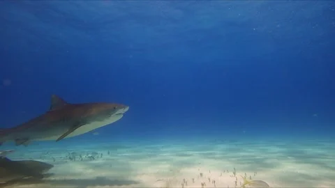 Diving with Giants Stock Footage 314445230