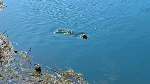 Diving grebes vanish beneath a mountain lake leaving a spreading ripple ring Vídeos de archivo 343900123