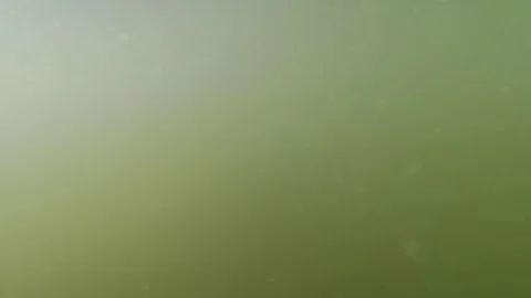 Diving in green sewage. Toxic algae water pollution. Ecological problem Video stock 116081467