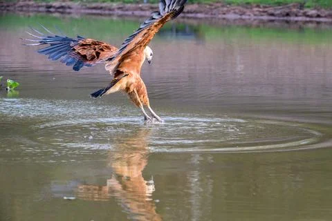 Diving Hawk in the Pantanal Stock Photos
