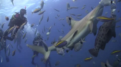Diving in a healthy underwater eco system during a shark dive Stock Footage 64011296