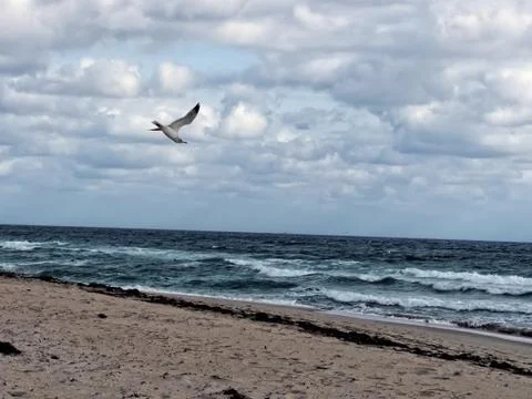 Diving Herring Gull Stock Photos
