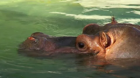 Diving Hippo (close up) Stock Footage 10536723