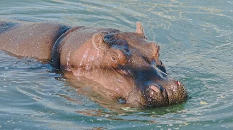 Diving Hippo Stock Footage 61172599