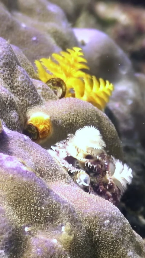 Diving Into Holiday Cheer With Christmas Tree Worms in the Philippines Video stock 321050002