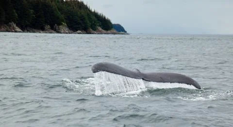 Diving Humpback Whale Stock-Fotos