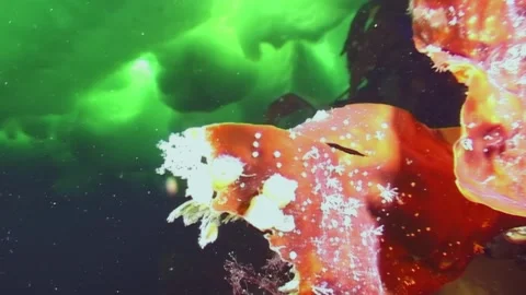 Diving into the icy depths exploring the White Sea arctic sea life Video stock 312488336