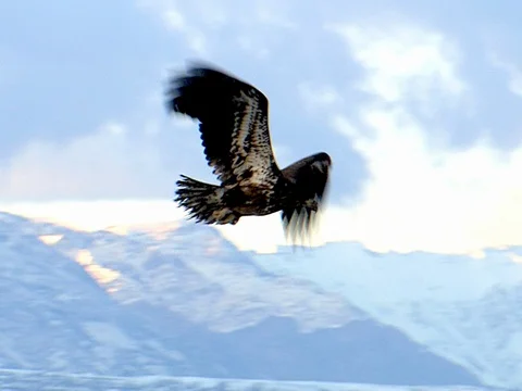 Diving Immature Bald Eagle Circles in Flight, w audio, sloMo Stock Footage 124510197