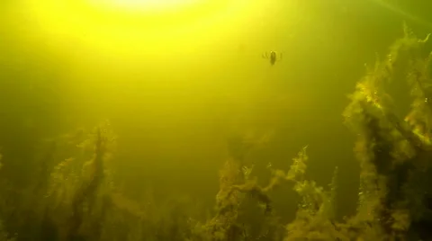 Diving insect in a pond with dense moss vegetation Stock Footage 43861617