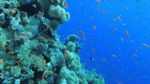 Diving inside a flock of small red fishes Stock Footage 113909332