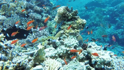 Diving inside a flock of small red and black and white fishes, slow motion Stock Footage 113911067
