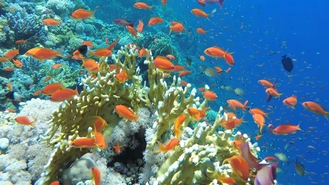 Diving inside a flock of small red fishes 스톡 동영상 113911091