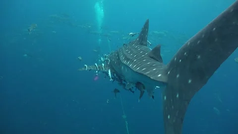 Diving instructor and student practice exercises as a whale shark (Rhincodo.. Stock Footage 319370692