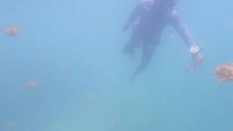 Diving with jellyfish Stock Footage 148377692