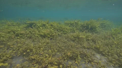Diving in a karst pool with a carpet of green algae on the bottom Stock Footage 340137592