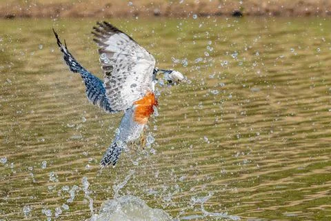 Diving Kingfisher Foto stock