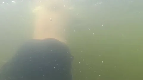 Naked Diving Underwater Stock Video Footage | Royalty Free Naked Diving