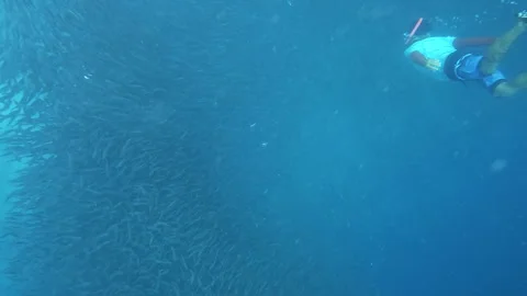 Diving with a large school of herring, Cebu , Philippines Stock Footage 280897828