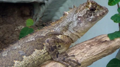 Diving lizard (Uranoscodon superciliosus) Video stock 283010262