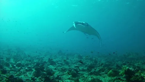 Diving in Maldives - Manta Rays Stock Footage