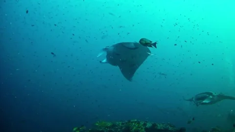 Diving in Maldives - Manta Rays Stock Footage