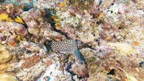 Diving Maldives Sub 24 Stock Footage 135211658