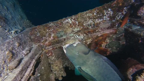 Diving Maldives Sub 40 Stock Footage 135212648