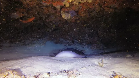 Diving Maldives Sub 46 Stock Footage 135213314