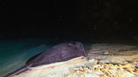 Diving Maldives Sub 47 Stock Footage 135213434