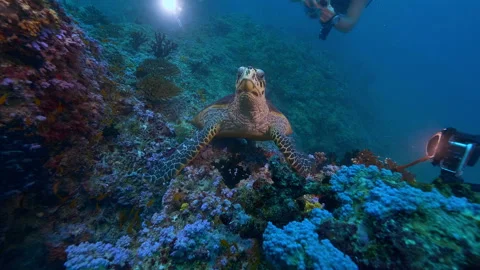 Diving in Maldives, underwater animal turtle Video stock 155863473