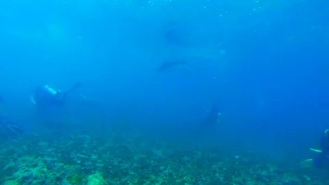 Diving with Manta Ray. Manta point Bali. Indonesia.  Stock Footage 90546510