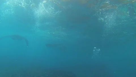 Diving with Manta Ray. Manta point Bali. Indonesia.  Stock Footage 90546512