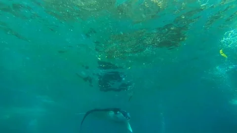 Diving with Manta Ray. Manta point Bali. Indonesia.  Stock Footage 90546513